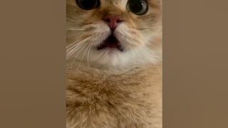 Funniest Animal video - Best Cat ???? and Dogs ????video of 2023 compilation#1