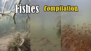 Fishes | 1Time Short Compilation #08