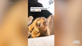 TikTok Users Show Off Their Weird And Exotic Pets Online