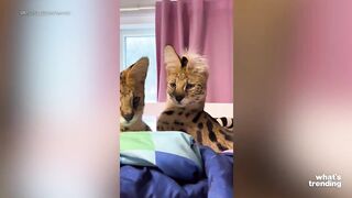 TikTok Users Show Off Their Weird And Exotic Pets Online