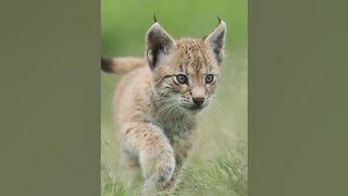 compilation de lynx trop mignon #animaux #chat #lynx