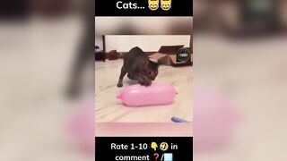 Funny cats compilation ????????#shorts