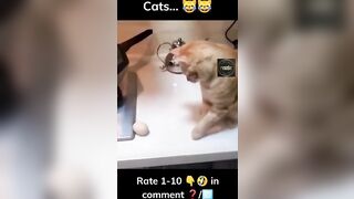 Funny cats compilation ????????#shorts