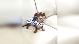 Starbox Dachshunds Compilation Chapter 124