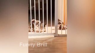 Funny Animal Compilation from Pets to Zoos / Funniest ANIMALS part 84 | @Funny_Brill