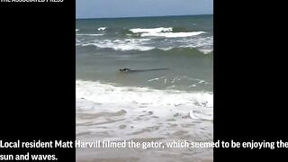 Gator enjoys beach waves in Alabama