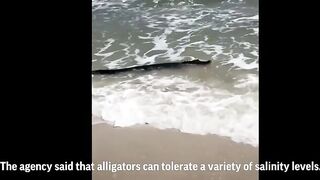 Gator enjoys beach waves in Alabama