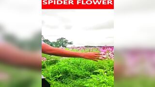 #minivlog #Spiderflower #Cleomehassleriana #travel #viral
