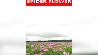 #minivlog #Spiderflower #Cleomehassleriana #travel #viral