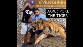 TIGER IN THE ZOO | 35 | Funny videos compilation