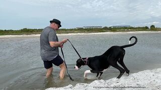 Great Dane Puppy's 1st Water Walk At Florida Dog Beach