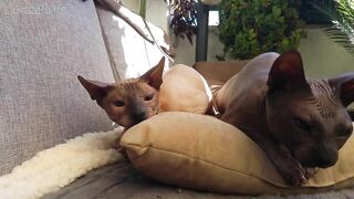 Life With Sphynx Cats ????  Video Compilation