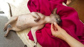 Life With Sphynx Cats ????  Video Compilation