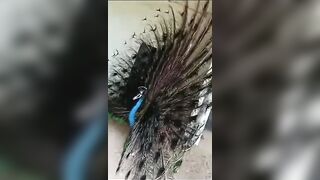 #peacockdance #travel #likeandsubscribe