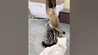 ????Too Cute to Handle: Adorable Animals Doing Funny Things!???? | Animals LOL Moments #funnyanimals