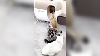????Too Cute to Handle: Adorable Animals Doing Funny Things!???? | Animals LOL Moments #funnyanimals