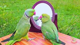 Amazing Parrot Videos Compilation