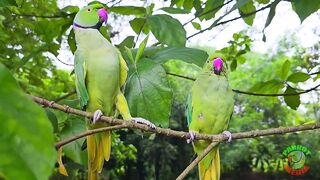 Amazing Parrot Videos Compilation