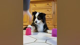 Funny Dog Gets Pranked While Playing Cup Game!