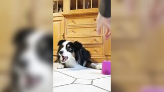 Funny Dog Gets Pranked While Playing Cup Game!