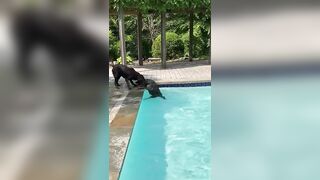 Funny Pup Annoyed By Swimming Brother!