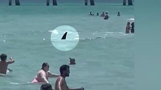 WATCH: Shark seen moving past swimmers at beach in Florida