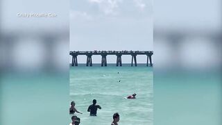 WATCH: Shark seen moving past swimmers at beach in Florida
