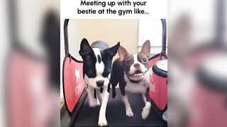 Funny French Bulldogs Run on Treadmill Together!