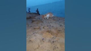 Cat in beach | cat feeding in beach#shorts#cat#Cat in beach | cat feeding in beach
