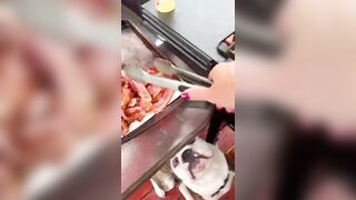 Funny Puppy Waits Patiently for Bacon!