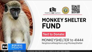 Dania Beach Vervet Project seeks donations to upgrade monkey sanctuary