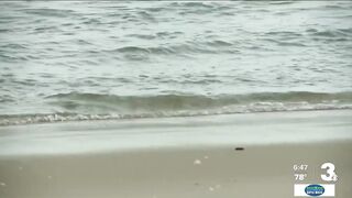 Sea turtles nest at Dam Neck Beach under the watchful eyes of NAS Oceana