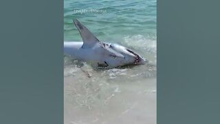 Mako shark pulled back into the water at a Florida beach