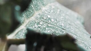 The Rain || Forest || Local || Water Fall|| Meditation || Plants || Nature || Yoga || Animals || God