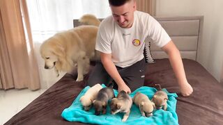 Golden Retriever Meets Puppies for the First Time