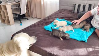 Golden Retriever Meets Puppies for the First Time