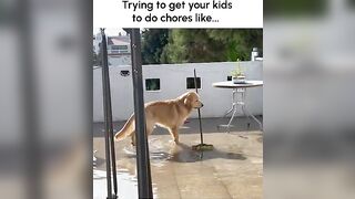 Funny Golden Retriever Tries to Mop Up Mess!