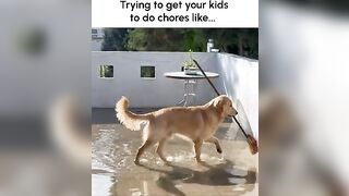Funny Golden Retriever Tries to Mop Up Mess!