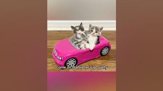Funniest Cat Moments 2023 | Cute Kitten Videos | Funny Animals Short Compilation????#shorts