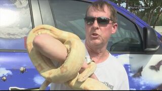 Snake found in car engine in Myrtle Beach