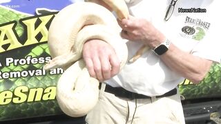 Snake found in car engine in Myrtle Beach