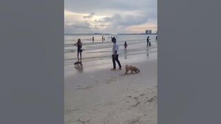 (SHORTS Experiment) My Dog Loves the Beach #shorts #dog #beach