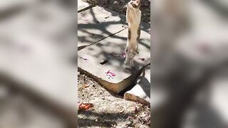 Funny Animals & Cute Pets Videos Compilation 074 #funny animals #healing #shorts