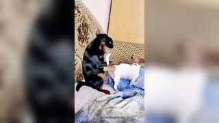 Funny Animals & Cute Pets Videos Compilation 074 #funny animals #healing #shorts