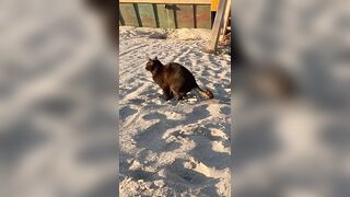 My cat thinks the beach is a giant litter box #funny #cute #cats