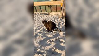 My cat thinks the beach is a giant litter box #funny #cute #cats