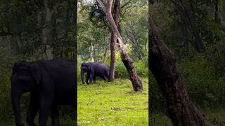 Elephant stretching!!! #jungle #jeepsafari #elephant #dancing