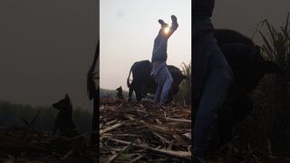 Yoga handstand #shorts #viral #trending #short #shortvideo #youtubeshorts #yoga