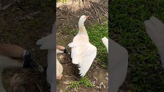 Goose stretching her wing