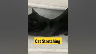 Cute Cat | Cat Stretching | #shorts #short #cat #funnycats